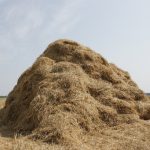 Large pile of loose hay - no bales